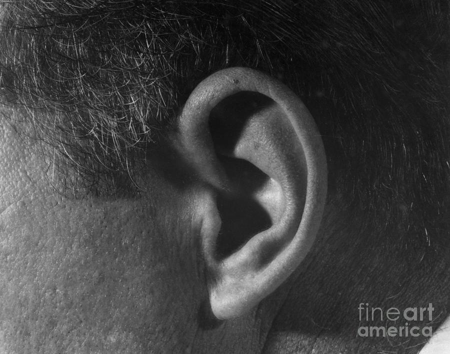 Closeup Of Boxer Gene Fullmers Ear by Bettmann