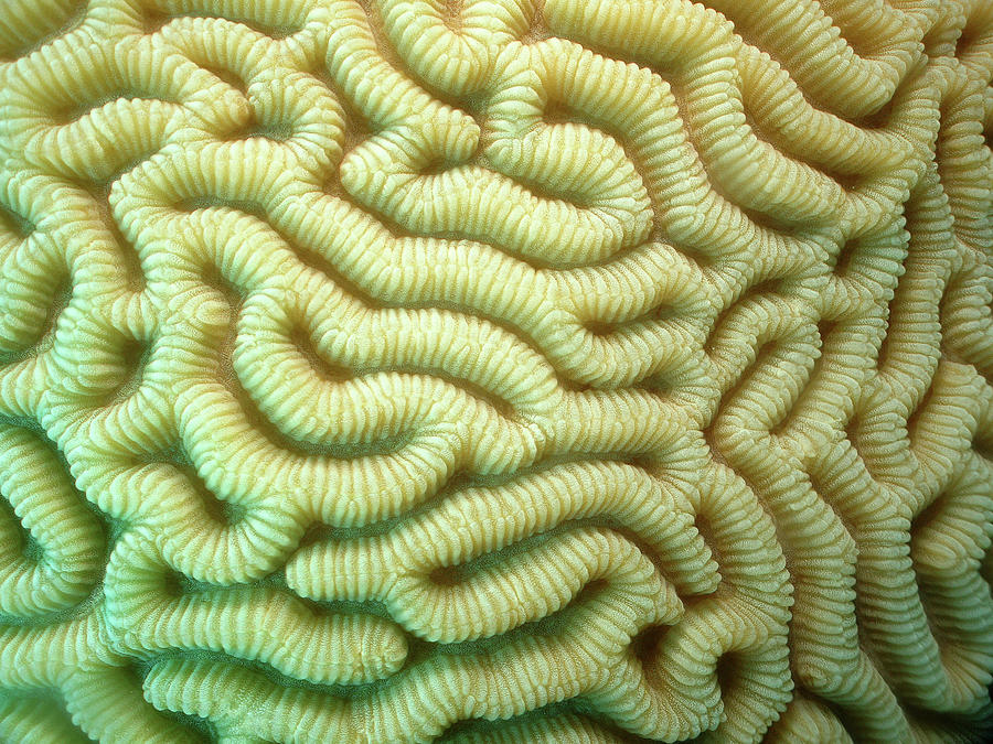 Close Up Of Brain Coral Photograph by Kaz Curtis
