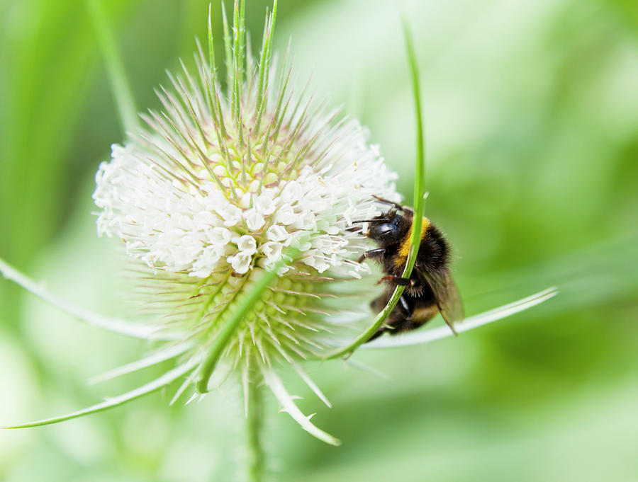 Wildlife Digital Art - Close Up Of Bumblebee Feeding On Wildflower Nectar by Henglein And Steets