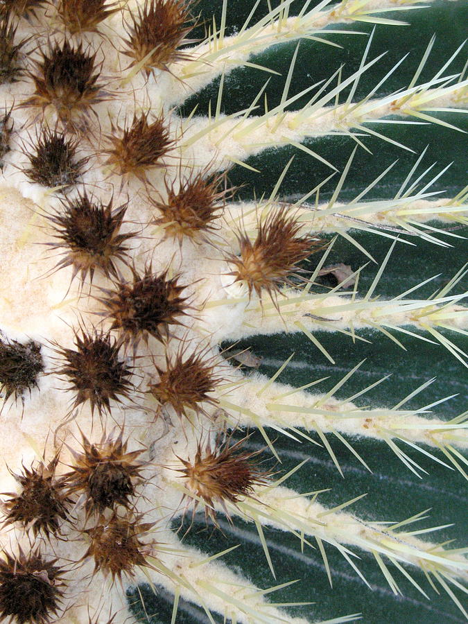 Close Up Of Cactus Photograph by By Hans-walter Schmidt-hannisa