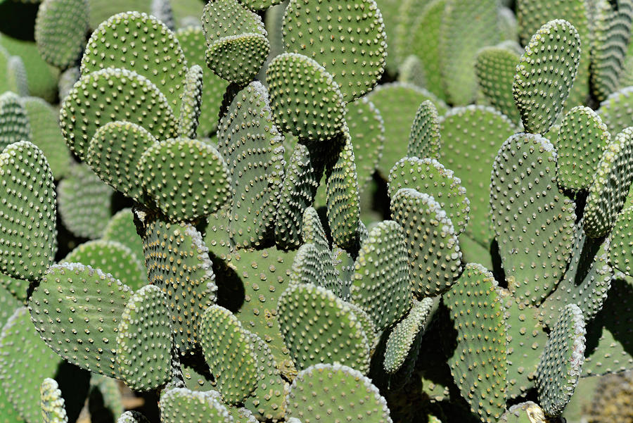 Close Up Of Cactus In Sunlight In Malibu, California, Usa Photograph by Torsten Rathjen