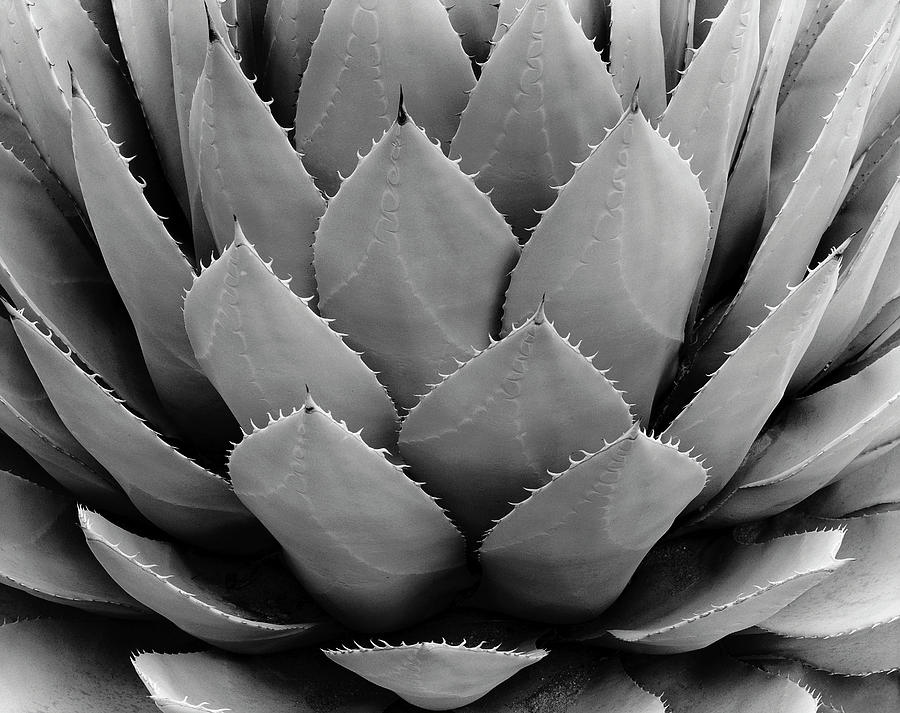 Close-up Of Cactus Photograph by Monte Nagler