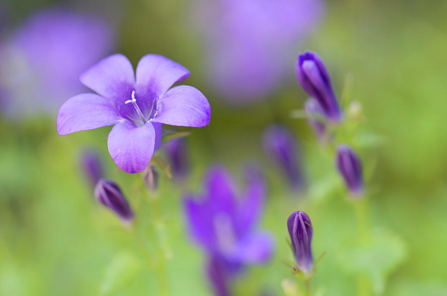 Close Up Of Campanula Flower Photograph by Rachel Husband