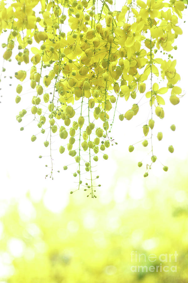 Close-up Of Cassia Fistula  Yellow Photograph by Thunderbolt tw (bai Heng-yao) Photography