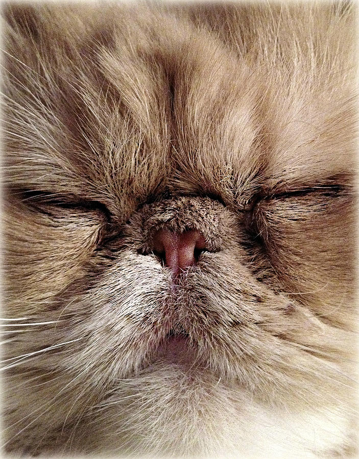 Close-up Of Cat Photograph by Copyright Ania Jones.