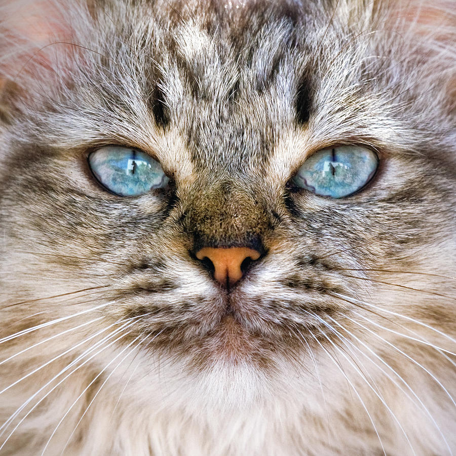 Pets Photograph - Close Up Of Cat Face by Daniele Carotenuto Photography