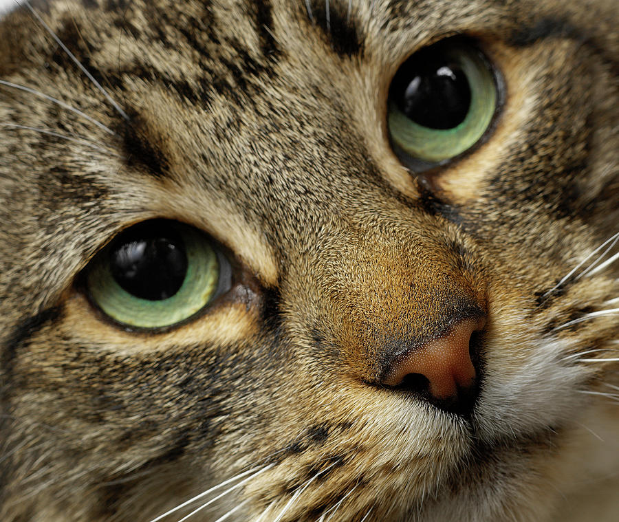Animal Digital Art - Close Up Of Cats Face by Simon Murrell