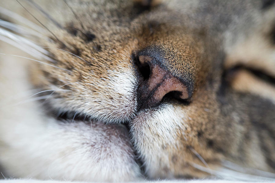 Close Up Of Cat's Nose, Mouth, Whiskers Digital Art by Alexandra ...