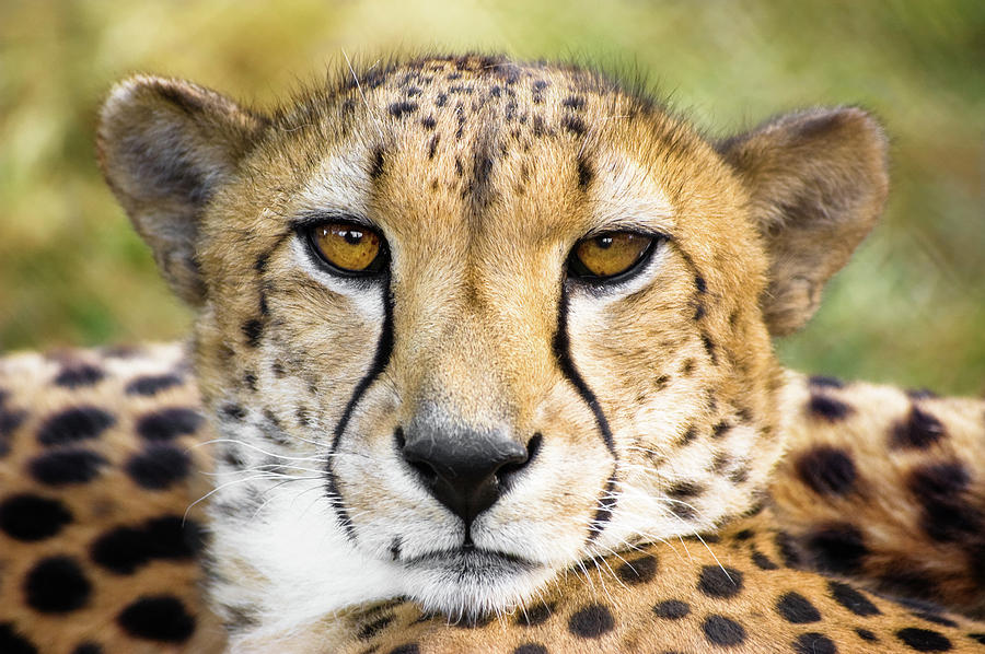 Close Up Of Cheetah Photograph by Sirius r