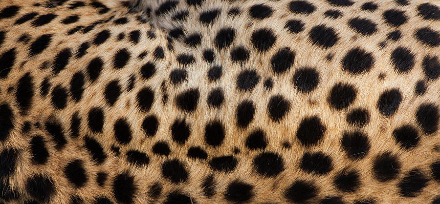 Close-up Of Cheetah Spots On The Photograph by Mint Images - Art Wolfe