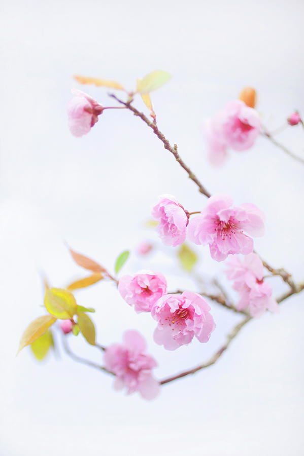 Close Up Of Cherry Blossom Photograph by Grant Faint