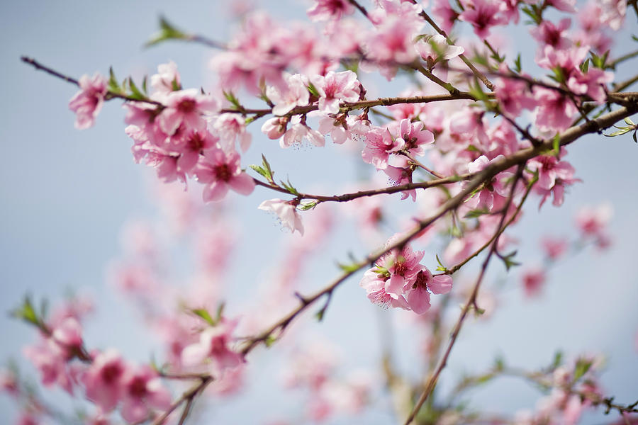 Close Up Of Cherry Blossoms On A Clear Photograph by Zekag Close Up Of Cherry Blossoms On A Clear Photograph by Zekag