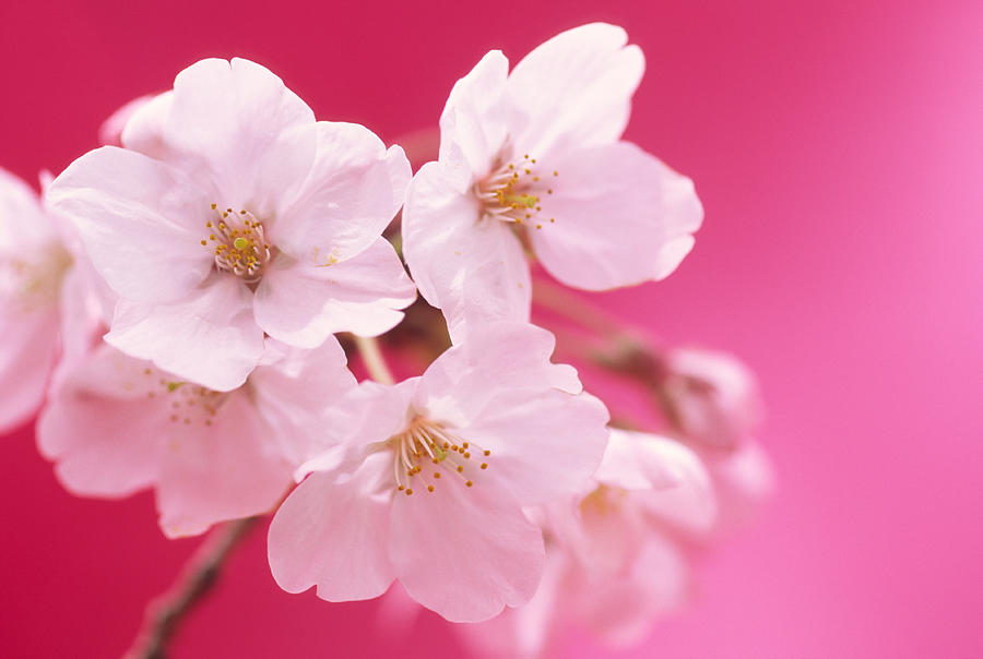 Close-up Of Cherry Blossoms Photograph by Ooyoo