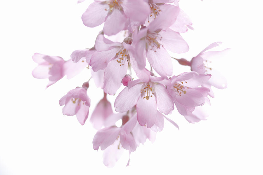 Close-up Of Cherry Blossoms Photograph by Tetsuya Tanooka/amanaimagesrf