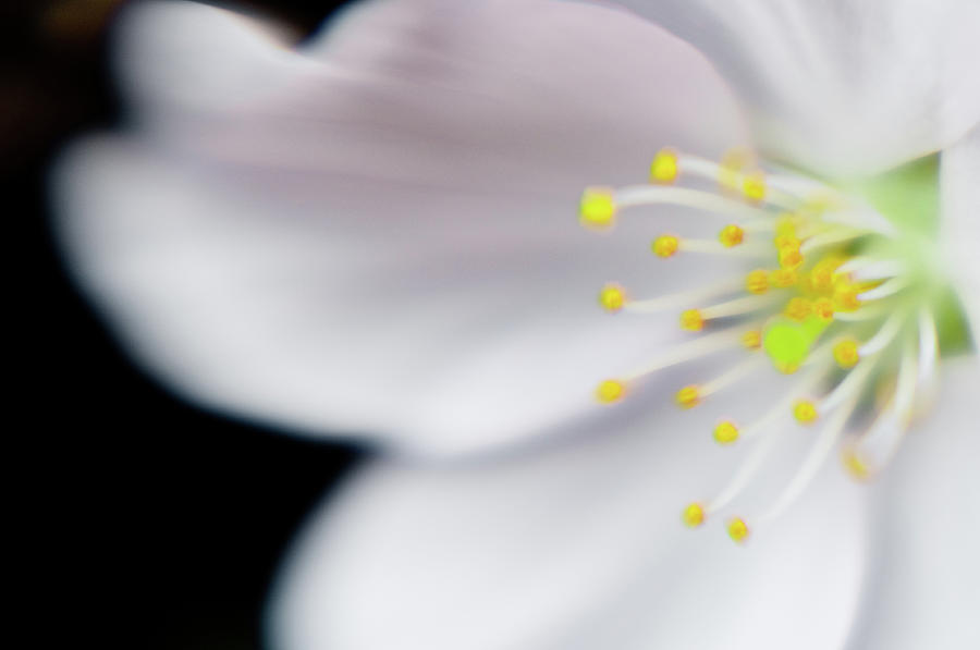 Close Up Of Cherry Flower Photograph by Created By Tafari K. Stevenson-howard