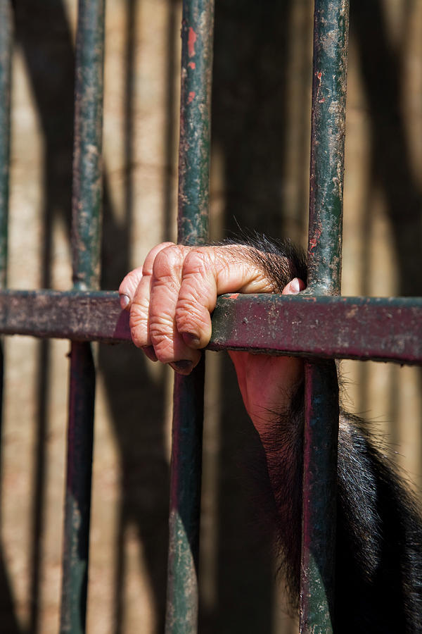 Close-up Of Chimpanzees Hand Clutching Bars Of Enclosure Photograph by Doug Allan / Naturepl.com Close-up Of Chimpanzees Hand Clutching Bars Of Enclosure Photograph by Doug Allan / Naturepl.com