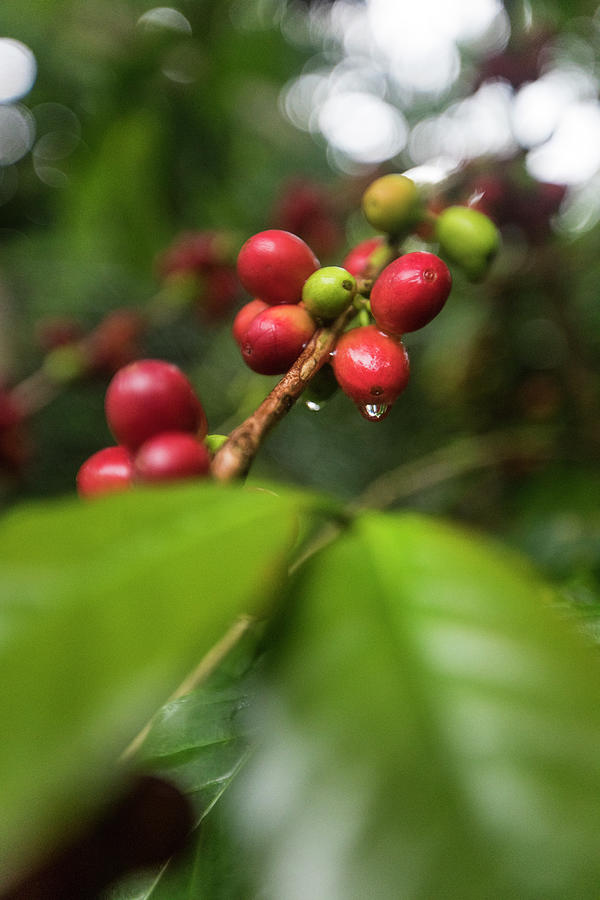 Coffee Photograph - Close-up Of Coffee Beans Growing On Bush by Cavan Images