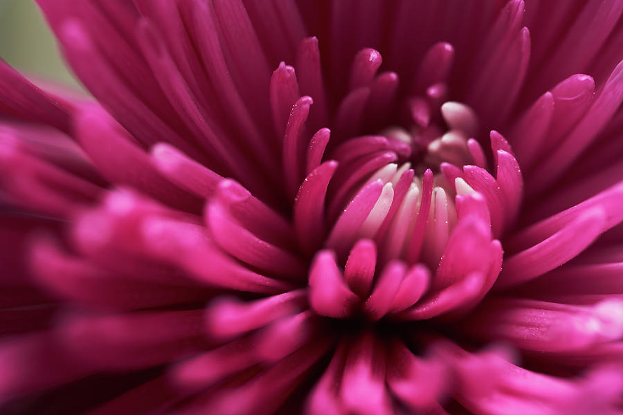 Close-up Of Colorful Chrysanthemum Photograph by Jupiterimages