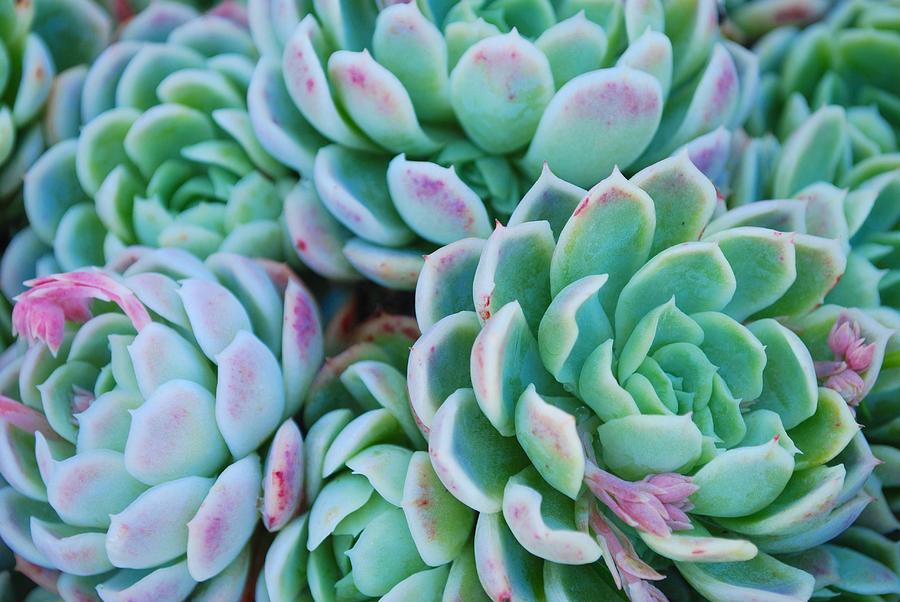 Close-up Of Colorful Hens And Chicks Photograph by Lazingbee