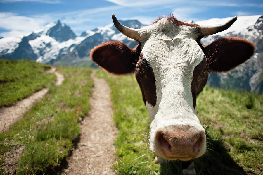 Close-up Of Cow Photograph by © Gaïl Lefebvre Www.bookphotogail.com