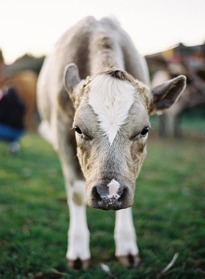 Close Up Of Cow Photograph by Photographed By Victoria Phipps ©