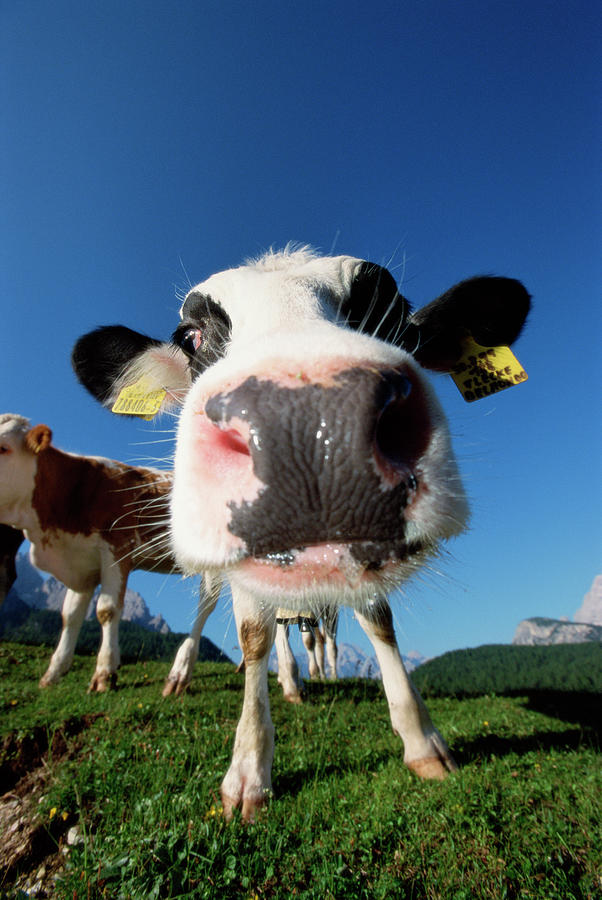 Close-up Of Cows Nose Photograph by Martin Ruegner