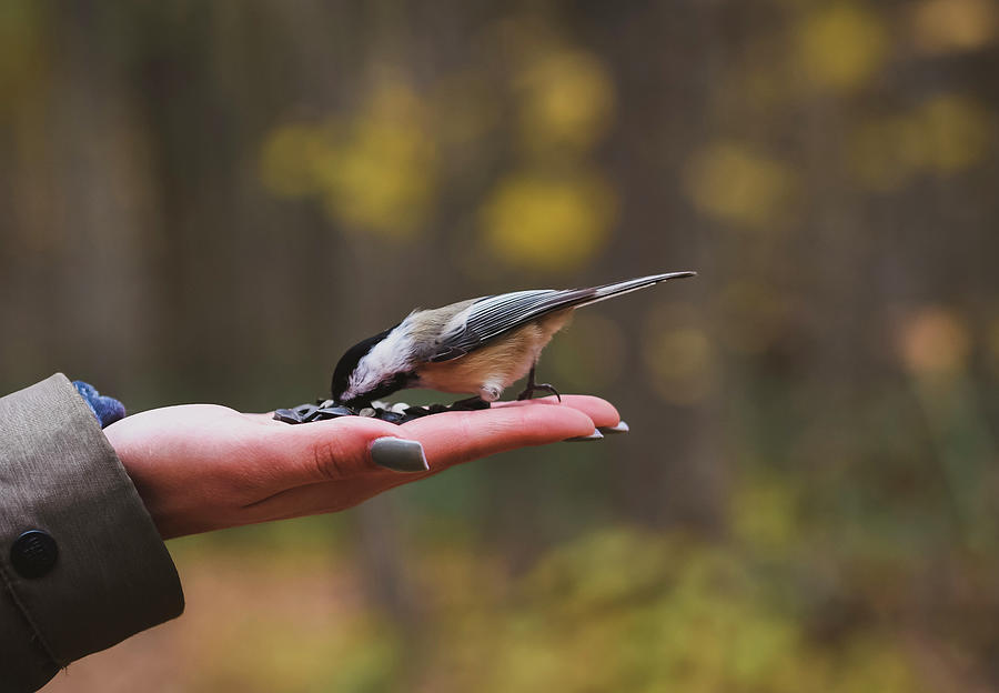 Nature Photograph - Close-up Of Cropped Hand Feeding Seeds To White Breasted Nuthatch In Forest by Cavan Images