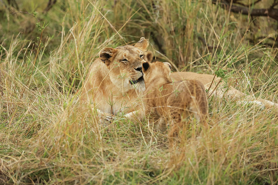 Close-up Of Cub With Lioness On Field At Serengeti National Park ...