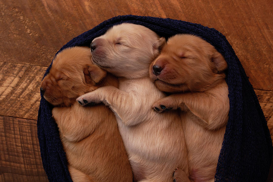 Close-up Of Cute Puppies Sleeping In Pet Bed On Hardwood Floor At Home ...