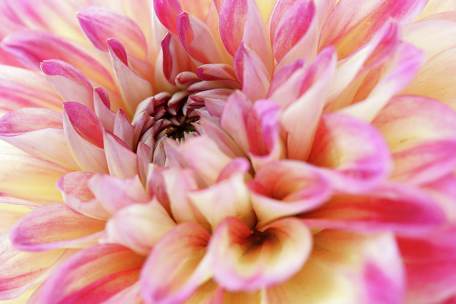 Close-up Of Dahlia Photograph by Angelica Linnhoff