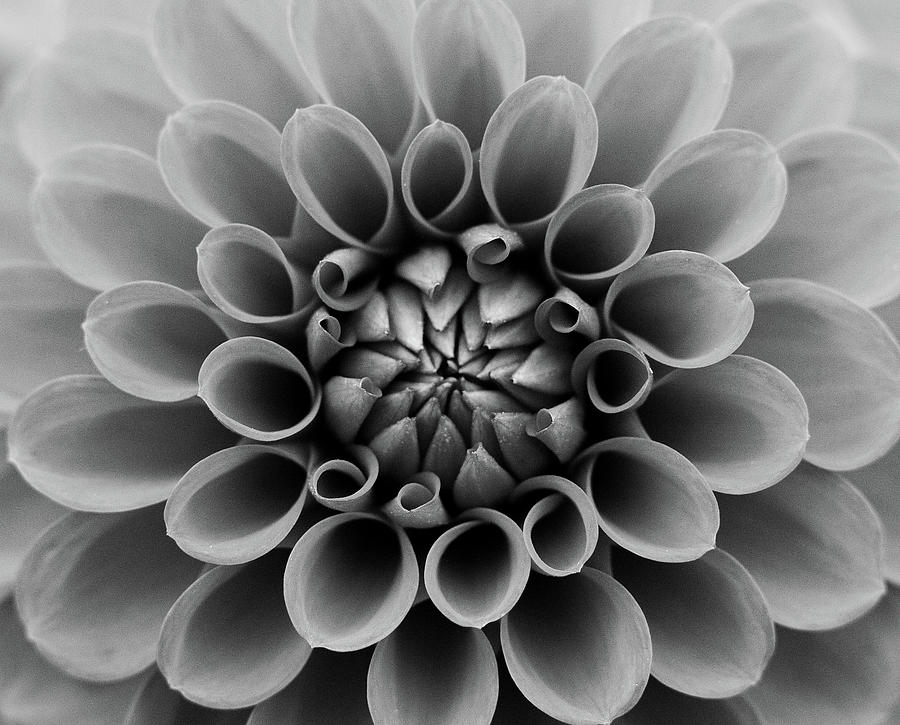 Close Up Of Dahlia Flower Photograph by Tom Podesta