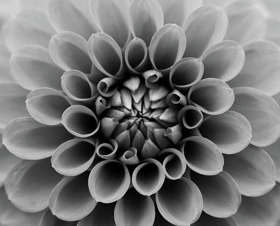 dahlia black and white