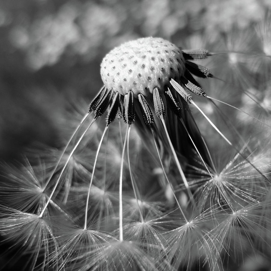 Close Up Of Dandelion Photograph by Peter Funnell