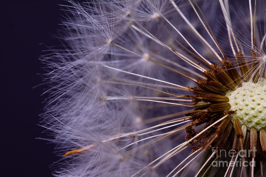 Night-time Photograph - Close-up Of Dandelion Seed by R szatkowski Night-time Photograph - Close-up Of Dandelion Seed by R szatkowski