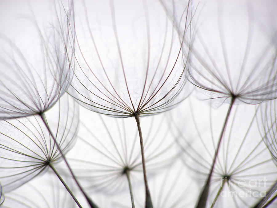 Night-time Photograph - Close-up Of Dandelion Seed With An by Anette Linnea Rasmussen Night-time Photograph - Close-up Of Dandelion Seed With An by Anette Linnea Rasmussen