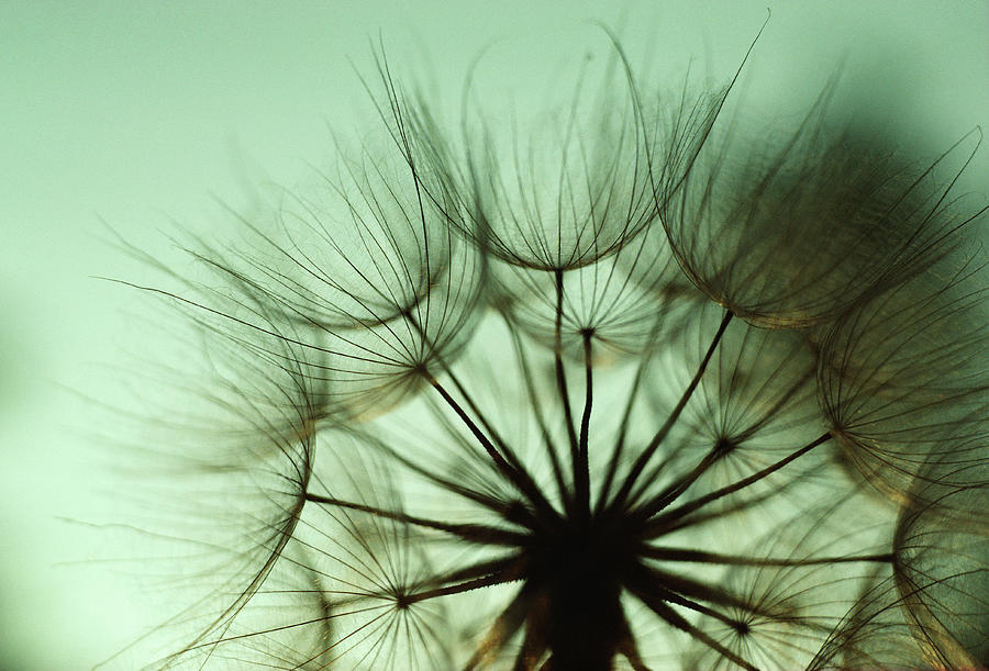 Close-up Of Dandelion Seeds Photograph by Jupiterimages
