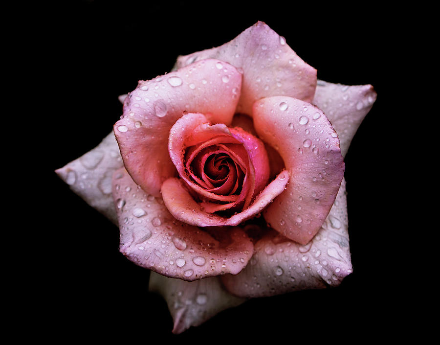 Close Up Of Dew Droplets On Pink Rose Photograph by Yusuke Murata