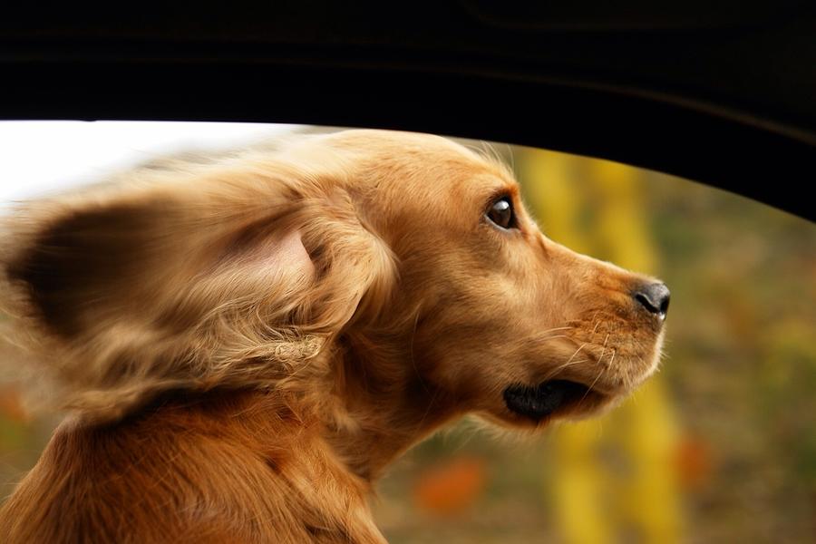 Close-up Of Dog In Car Photograph by Nazih Chababy / Eyeem Close-up Of Dog In Car Photograph by Nazih Chababy / Eyeem