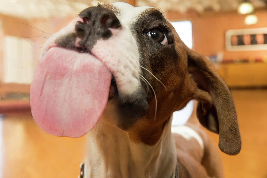 Close Up Of Dog With Tongue Photograph by Dreampictures