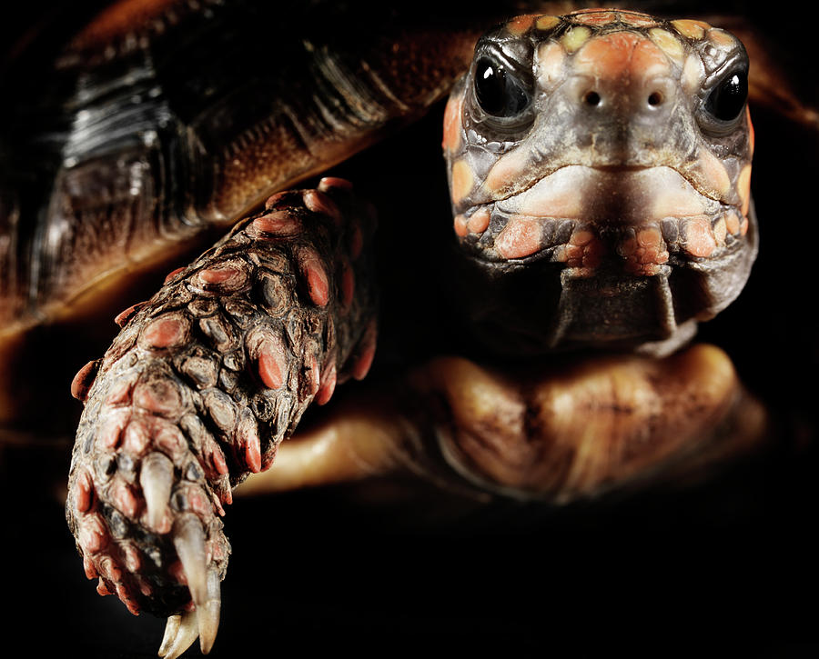 Close Up Of Eastern Hermanns Tortoise Photograph by Henrik Sorensen