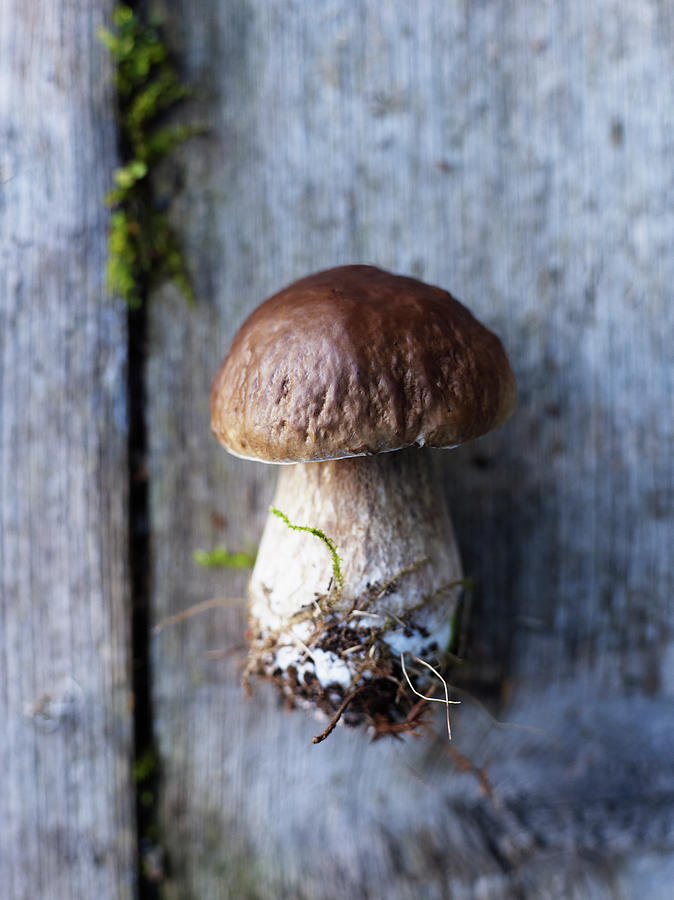 Close-up Of Edible Mushroom On Wood Photograph by Johner Images