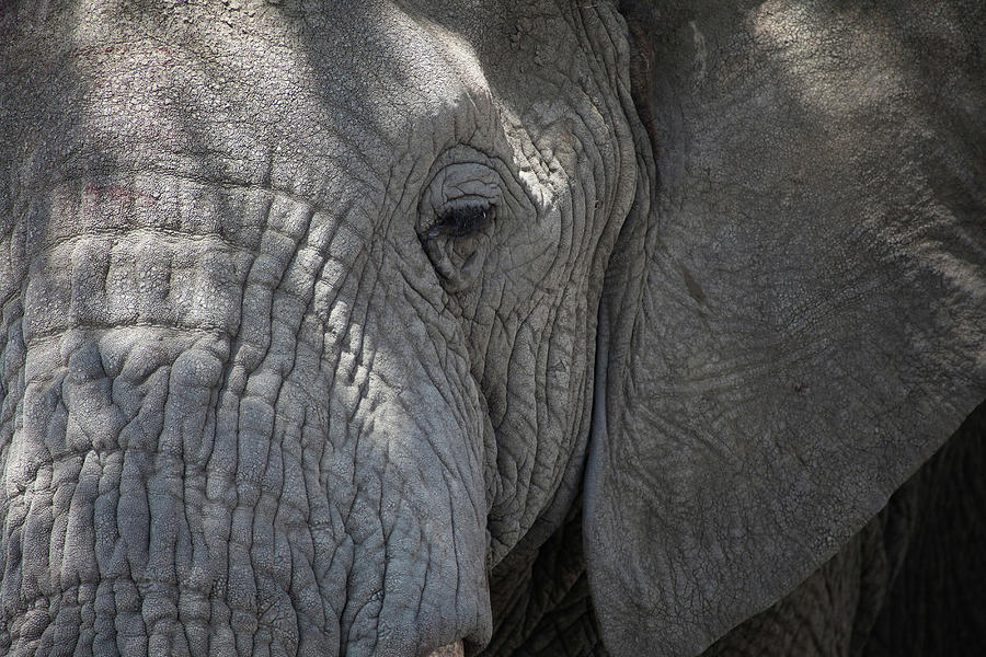 Close Up Of Elephant?s Wrinkly Face Digital Art by Dan Bannister - Fine ...