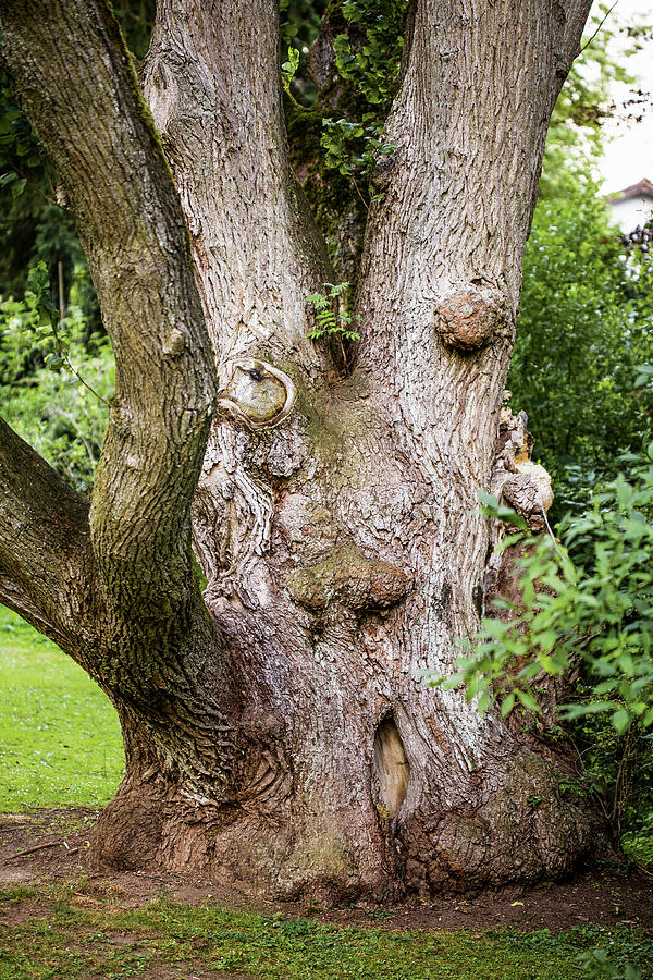 Close-up Of Elm Tree Trunk At Graflicher Park In Teutoburg Forest ...