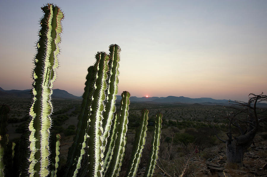 Close-up Of Euphorbia Sp., At Sunset Photograph by Heinrich Van Den Berg