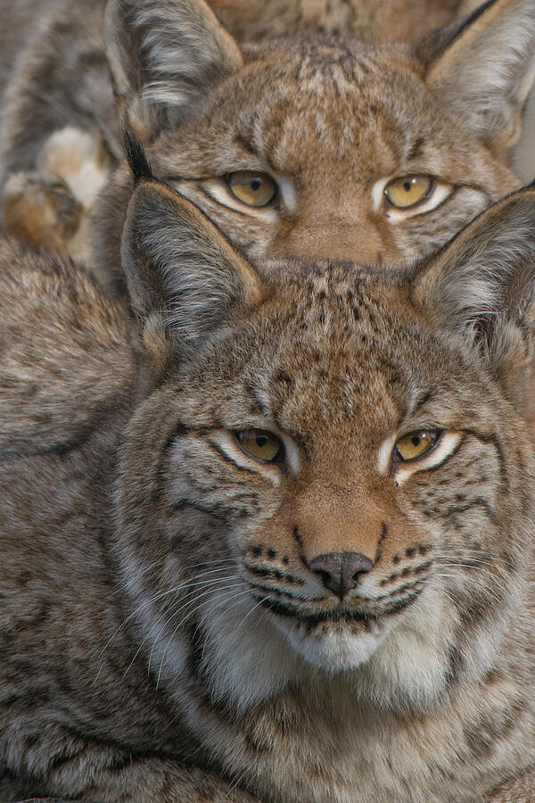 Close-up Of Eurasian Lynx Kittens, Aged Eight Months Photograph by ...