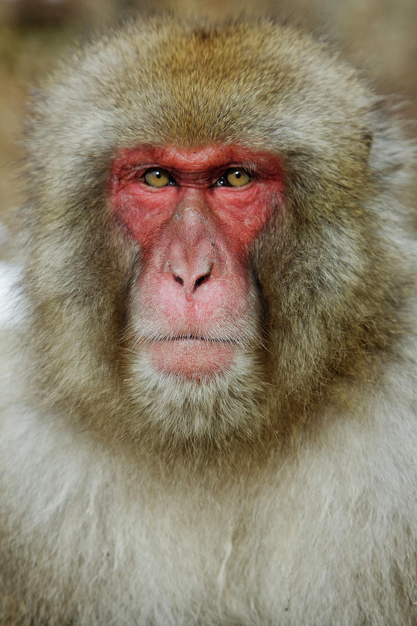 Close Up Of Face Of Serious Monkey Photograph by Pixelchrome Inc | Fine ...