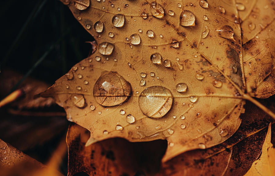 Close Up Of Fallen Leaf On The Ground In Autumn Covered In Raindrops ...