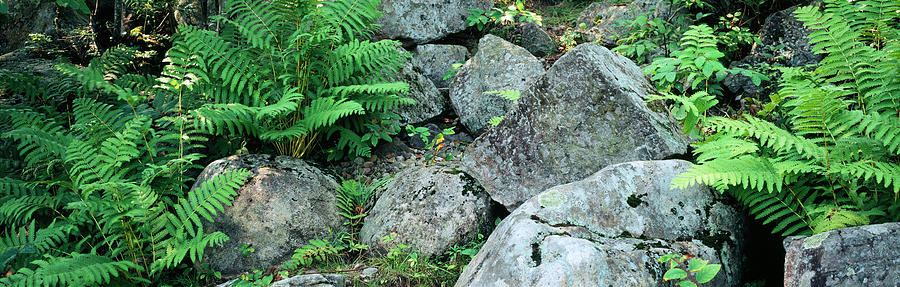 Close-up Of Ferns On Rocks, Moose Photograph by Panoramic Images
