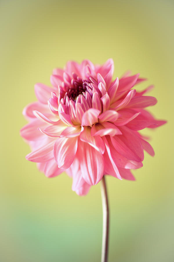 Close Up Of Flower Photograph by Cyril Couture @