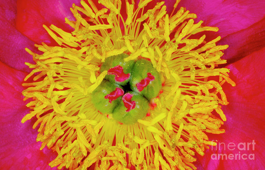 Close Up Of Flower Interior. Photograph by Dr Keith Wheeler/science Photo Library